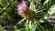 Centaurea urvillei