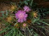 Centaurea urvillei