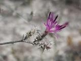 Centaurea virgata