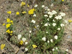 Achillea sp.