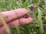 Cynoglossum montanum