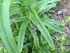 Cynoglossum montanum