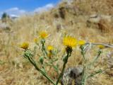 Centaurea solstitialis