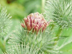 Arctium minus