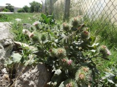 Arctium minus