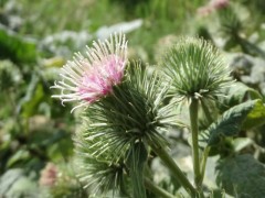 Arctium minus