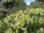 Astragalus vulnerariae