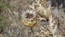 Centaurea kurdica