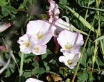 Convolvulus arvensis