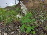 Salvia sclarea