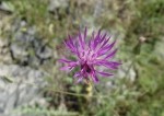 Crupina crupinastrum