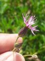 Crupina crupinastrum