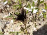 Crupina crupinastrum