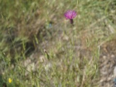 Crupina crupinastrum