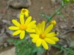 Senecio vernalis