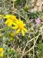 Senecio vernalis