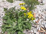 Senecio vernalis