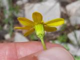 Senecio vernalis