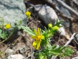 Senecio vernalis