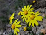 Senecio vernalis