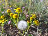 Senecio vernalis