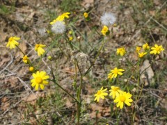 Senecio vernalis