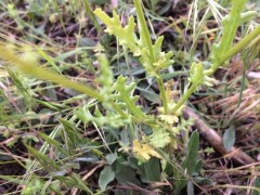 Senecio vernalis