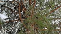 Pinus brutia