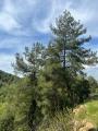 Pinus brutia