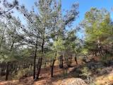 Pinus brutia