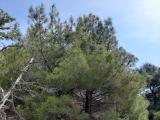 Pinus brutia