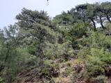 Pinus brutia