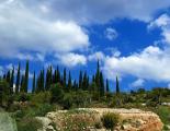 Cupressus sempervirens