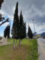 Cupressus sempervirens