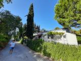 Cupressus sempervirens