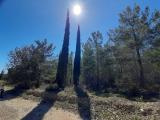 Cupressus sempervirens