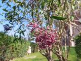 Cestrum elegans