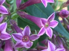 Cestrum elegans