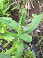 Veronica anagallis-aquatica