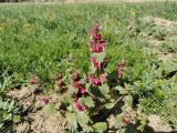 Lamium orientale