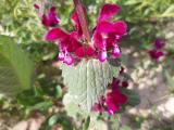 Lamium orientale