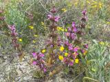 Lamium orientale