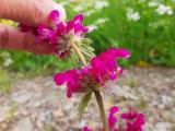 Lamium orientale