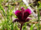 Lamium orientale