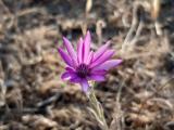 Xeranthemum annuum