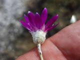 Xeranthemum annuum
