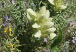 Acanthus hirsutus