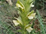 Acanthus hirsutus