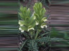 Acanthus hirsutus