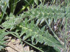 Acanthus hirsutus